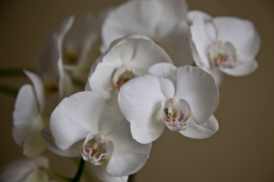 orchid3